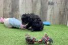 Cavapoo Puppy for Adoption
