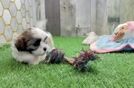Meet Abby - our Teddy Bear Puppy Video