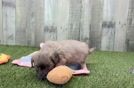 Playful Shihpoo Poodle Mix Puppy