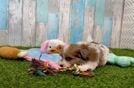 Meet Jedd - our Havapoo Puppy Video