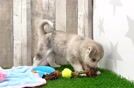 Cute Husky Poodle Poodle Mix Puppy