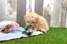 Maltipoo Puppy for Adoption