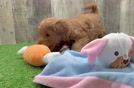 Funny Mini Goldendoodle Poodle Mix Pup