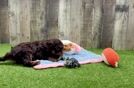 Meet Kellen - our Cavapoo Puppy Video