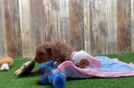 Meet Illuminate - our Cavapoo Puppy Video