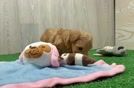 Meet Pikachu - our Maltipoo Puppy Video  - Lone Star Pups Maltipoo Puppy for Adoption