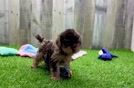 Yorkie Poo Pup Being Cute
