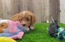Meet Fitz - our Cavapoo Puppy Video
