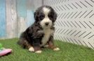 Sweet Mini Bernedoodle Baby
