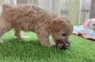 Cute Maltipoo Baby