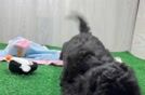 Playful Bichpoo Poodle Mix Puppy