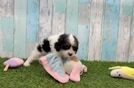 Cavapoo Puppy for Adoption