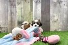 Friendly Teddy Bear Baby