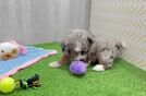 Smart Mini Bernedoodle Poodle Mix Pup