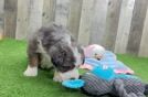 Mini Bernedoodle Puppy for Adoption