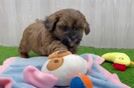 Playful Shihpoo Poodle Mix Puppy