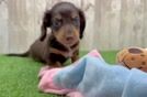 Cute Doxie Purebred Puppy