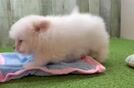 Pomachon Pup Being Cute
