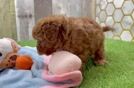 Playful Cavapoodle Poodle Mix Puppy