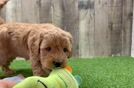 Mini Goldendoodle Pup Being Cute