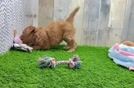 Cute Mini Goldendoodle Baby