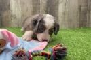Funny Mini Bernedoodle Poodle Mix Pup