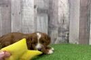 Cavapoo Pup Being Cute