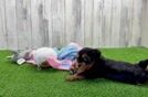 Yorkie Poo Pup Being Cute