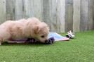 Best Pomachon Baby
