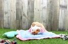 Meet Bradley - our Maltipoo Puppy Video