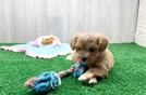 Playful Maltepoo Poodle Mix Puppy