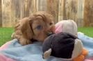 Funny Cavapoo Poodle Mix Pup