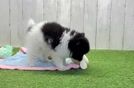 Meet Ryan - our Pomeranian Puppy Video