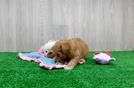 Happy Maltipoo Baby