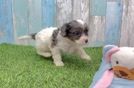 Cavapoo Puppy for Adoption