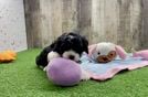 Cavapoo Puppy for Adoption