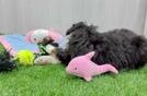 Meet Fendi - our Mini Bernedoodle Puppy Video
