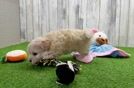 Adorable Malt Oodle Poodle Mix Puppy