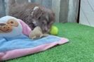 Mini Aussiedoodle Pup Being Cute