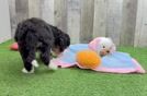 Mini Bernedoodle Pup Being Cute