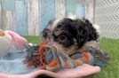 Sweet Cavachon Baby