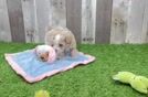 Meet Benzie - our Maltipoo Puppy Video  - Florida Fur Babies Best Maltipoo Baby