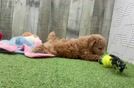 Poodle Puppy for Adoption