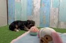 Small Yorkie Poo Baby