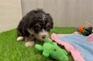 Mini Bernedoodle Puppy for Adoption