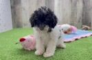 Best Poodle Baby