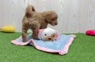 Meet Graham - our Mini Goldendoodle Puppy Video