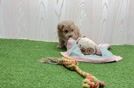 Maltipoo Puppy for Adoption