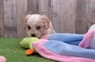 Funny Cavachon Designer Pup