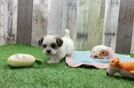 Meet Monica - our Teddy Bear Puppy Video  - Pilesgrove Pups Smart Teddy Bear Designer Pup
